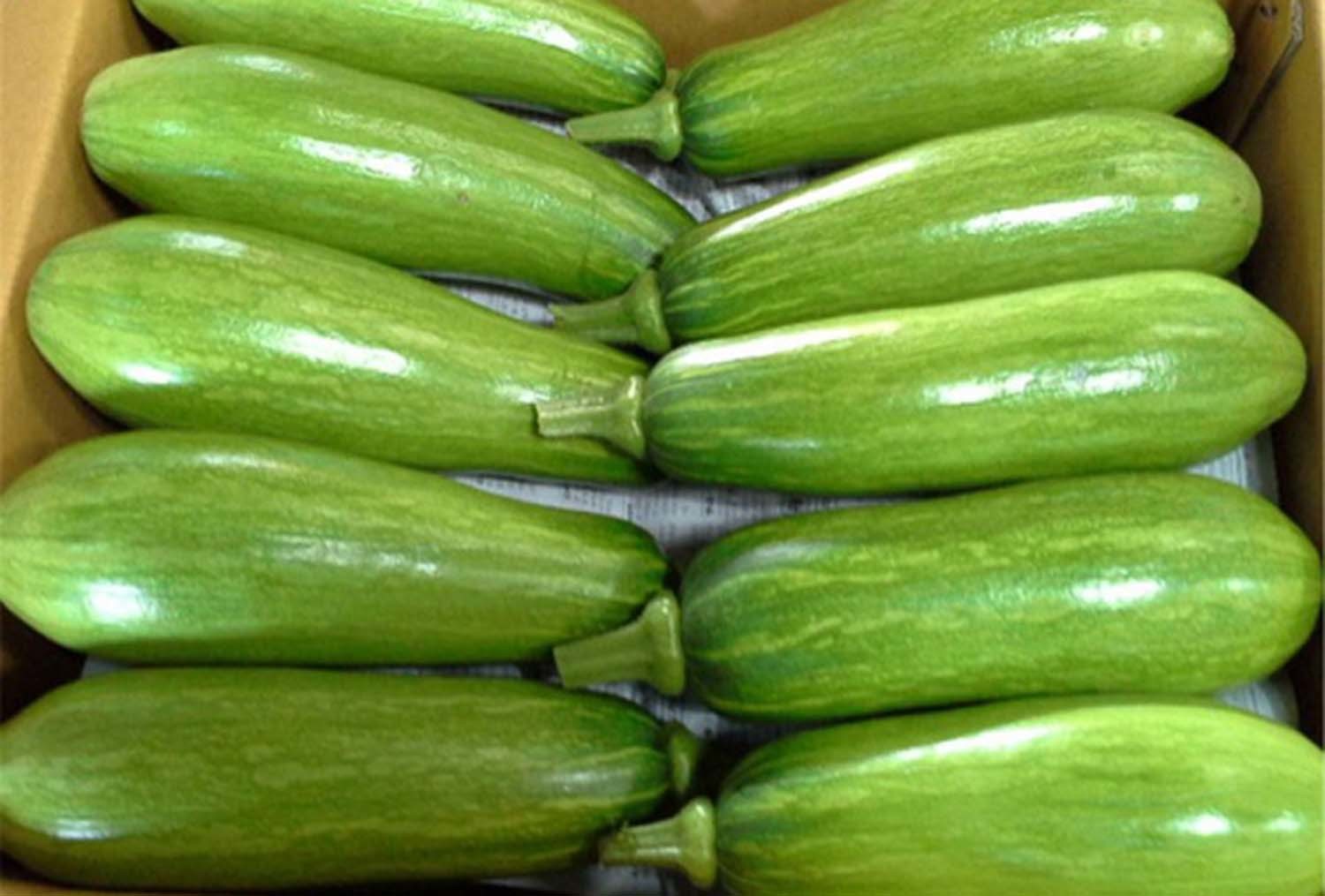 애호박 / 한국농수산식품유통공사