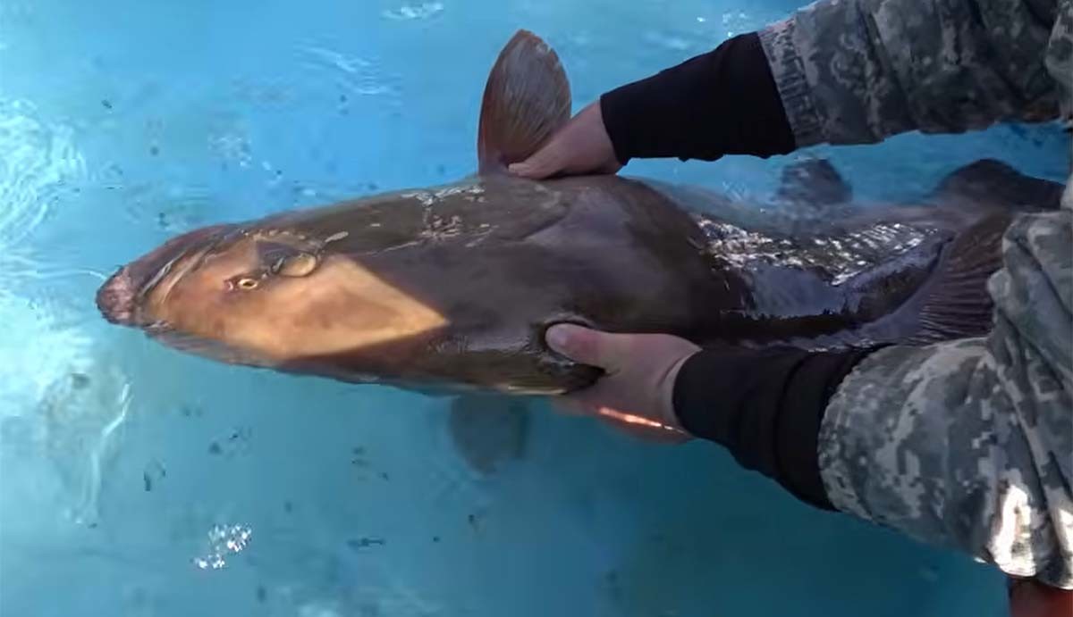 초대형 자바리 / '리얼깽TV'