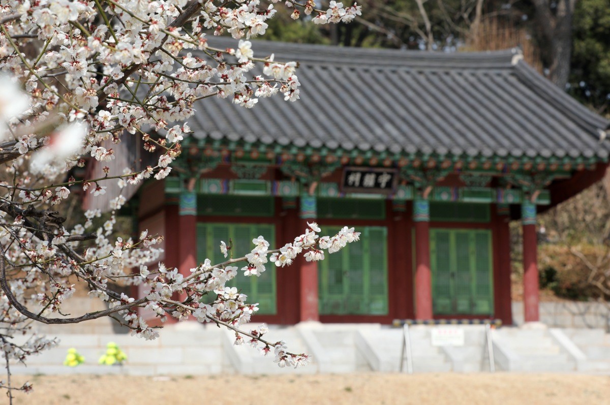 부산 수영구 수영사적공원에 매화가 피어 있다. / 뉴스1