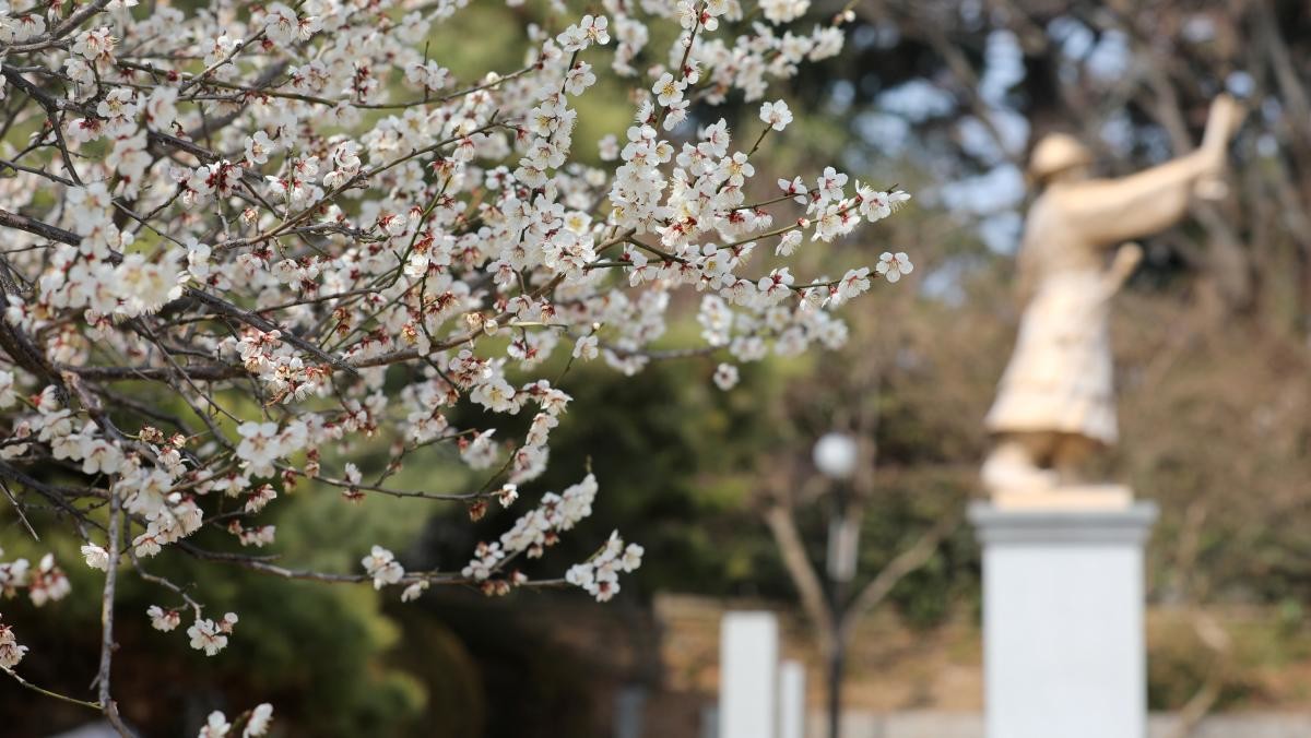 부산 수영구 수영사적공원 안용복 장군 동상 앞에 매화가 피어 있다. / 뉴스1