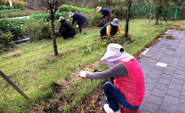 나주시는 오는 2월 3일까지 ‘2026년 상반기 공공근로사업’ 참여자를 모집한다. 지난해 공공근로사업 참여자들이 풀 메기 작업을 하고 있다