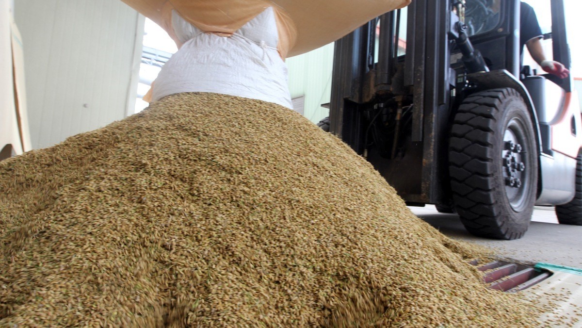 농민들이 갖 수확해온 햅쌀을 저장고에 쏟아 붓고 있다. 기사의 이해를 돕기 위한 사진 / 연합뉴스