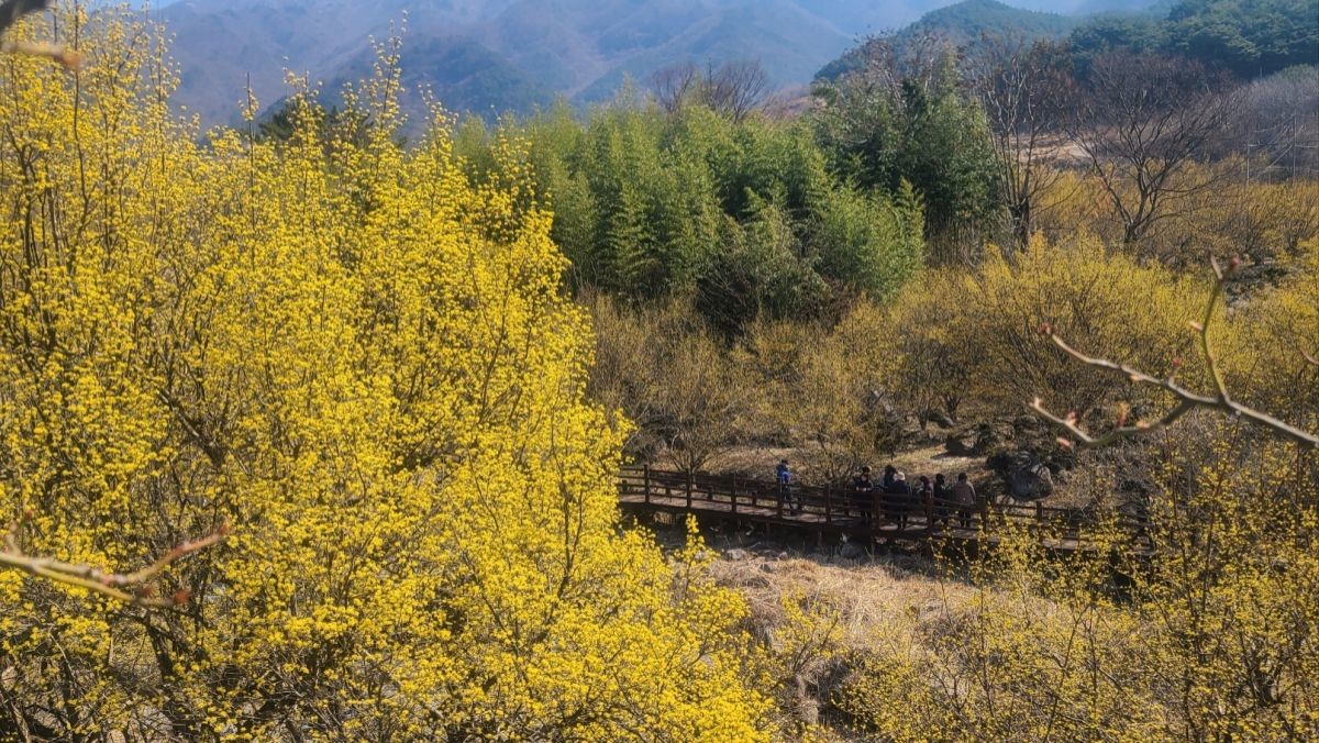 지난해 노란 산수유꽃이 활짝 펴 있는 전남 구례군 산동면 일원 모습. / 뉴스1