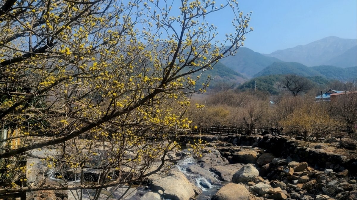 지난해 3월 전남 구례군 산동면 반곡마을과 산수유사랑공원 모습. / 뉴스1