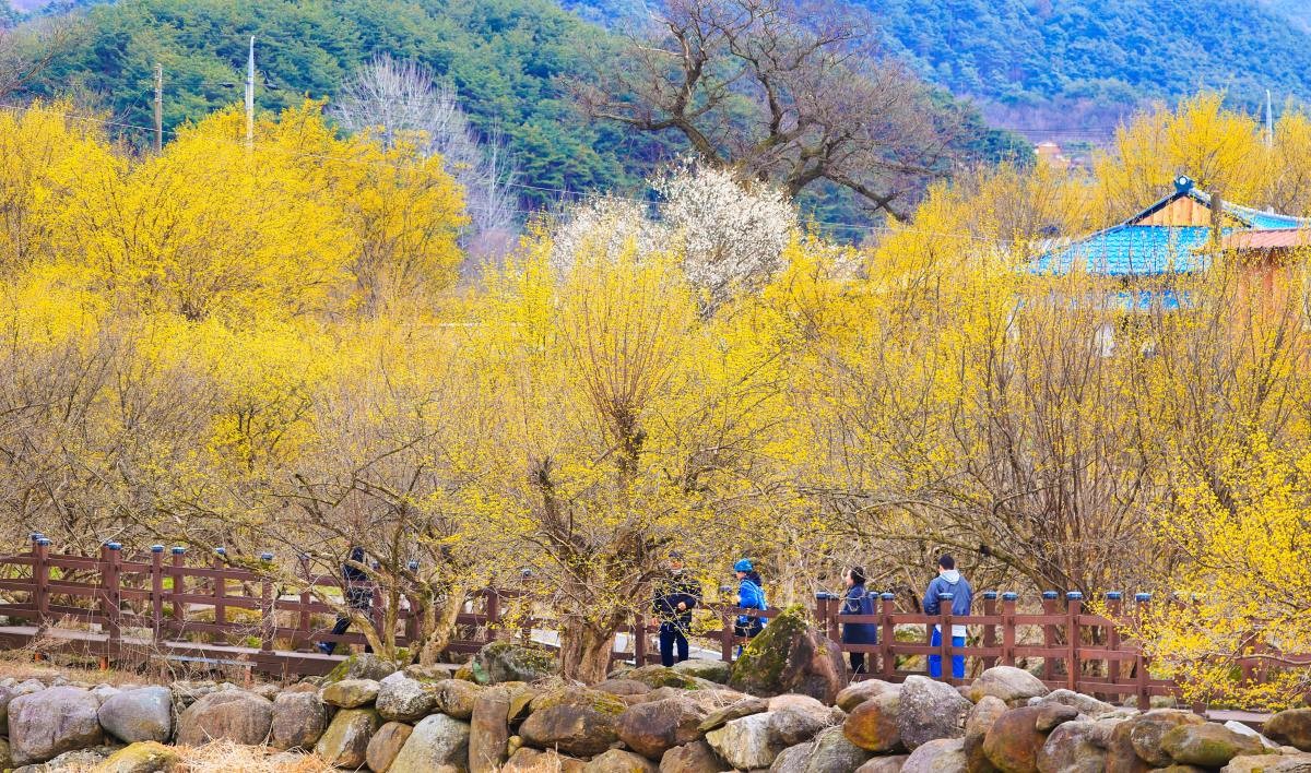 지난해 3월 전남 구례군 산동면 반곡마을과 산수유사랑공원 모습. / 뉴스1