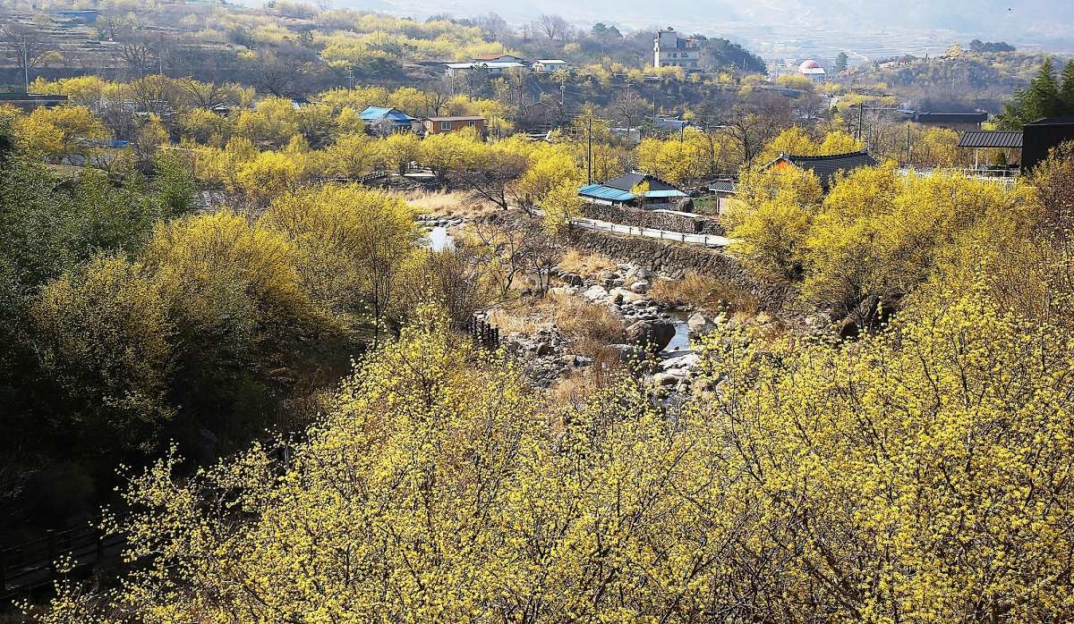 전남 구례군 산동면 반곡마을에 활작핀 산수유꽃. / 뉴스1