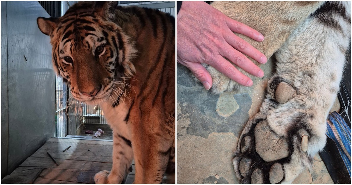 시베리아 호랑이 이호 / 청주동물원 인스타그램