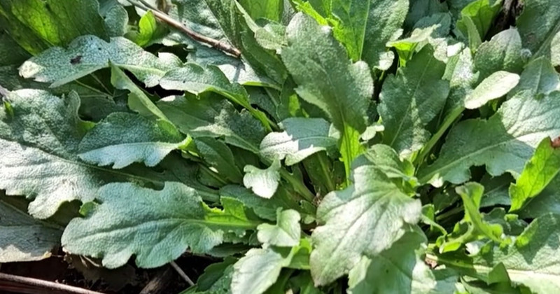 유튜브 '텃밭친구'