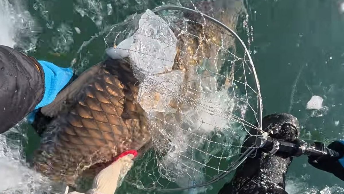 그물에 잡힌 초어. / 유튜브 '채니아빠'