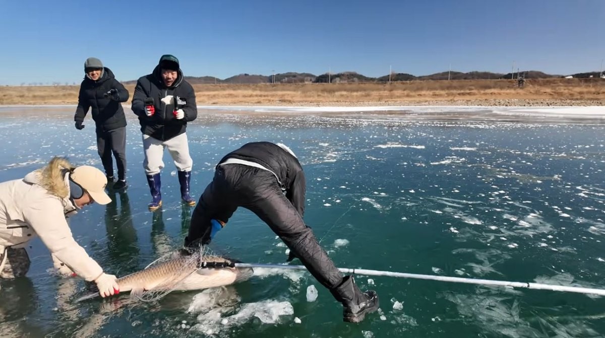 초어를 잡아 올리는 사람들. / 유튜브 '채니아빠'