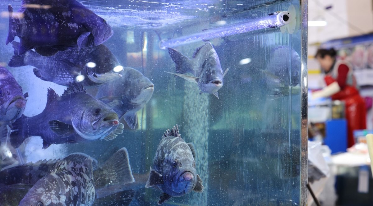 수산시장 자료사진. 수산물들이 헤엄치고 있다. (기사 속 내용과 직접적 연관은 없음을 밝힙니다.) / 뉴스1