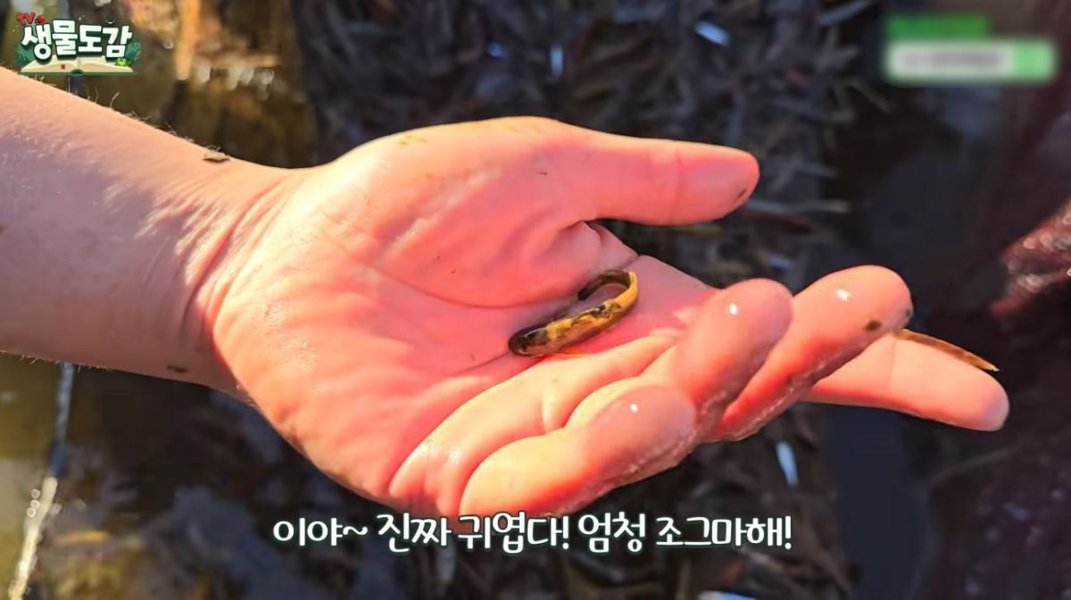 하천에서 잡힌 눈동자개. / 유튜브 ‘TV생물도감’