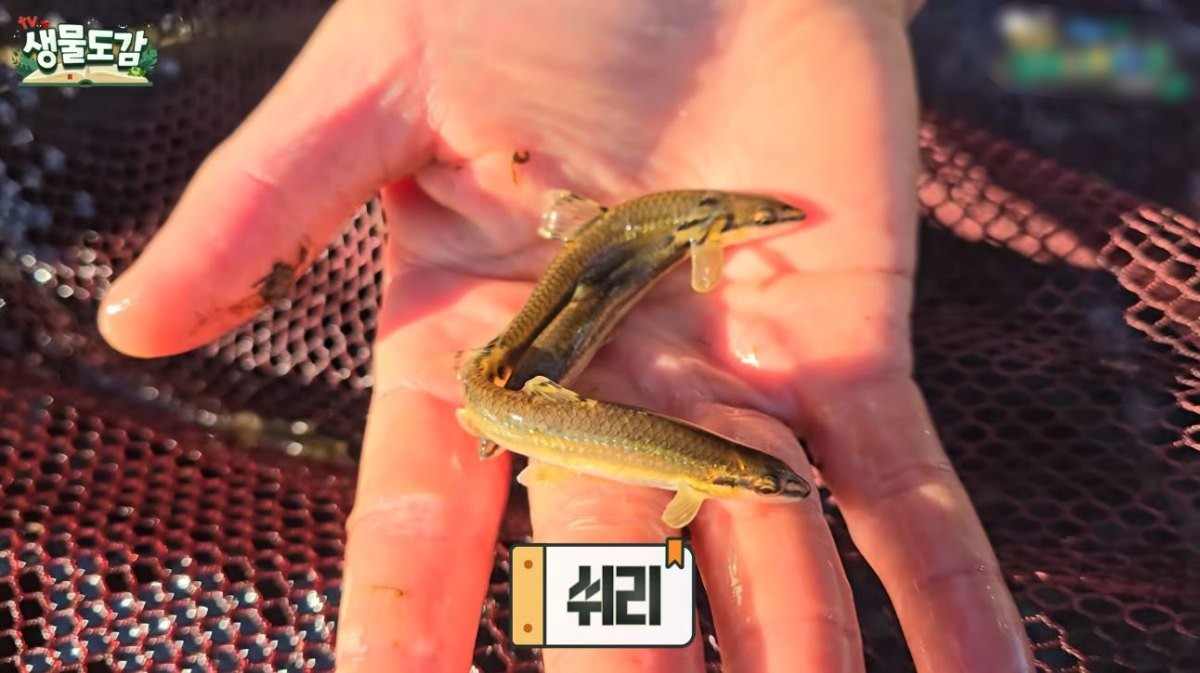하천에서 발견된 쉬리. / 유튜브 ‘TV생물도감’