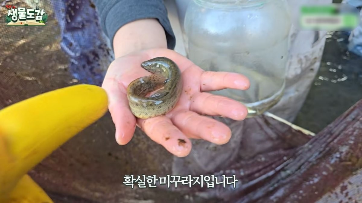 하천에서 잡힌 미꾸라지. / 유튜브 ‘TV생물도감’