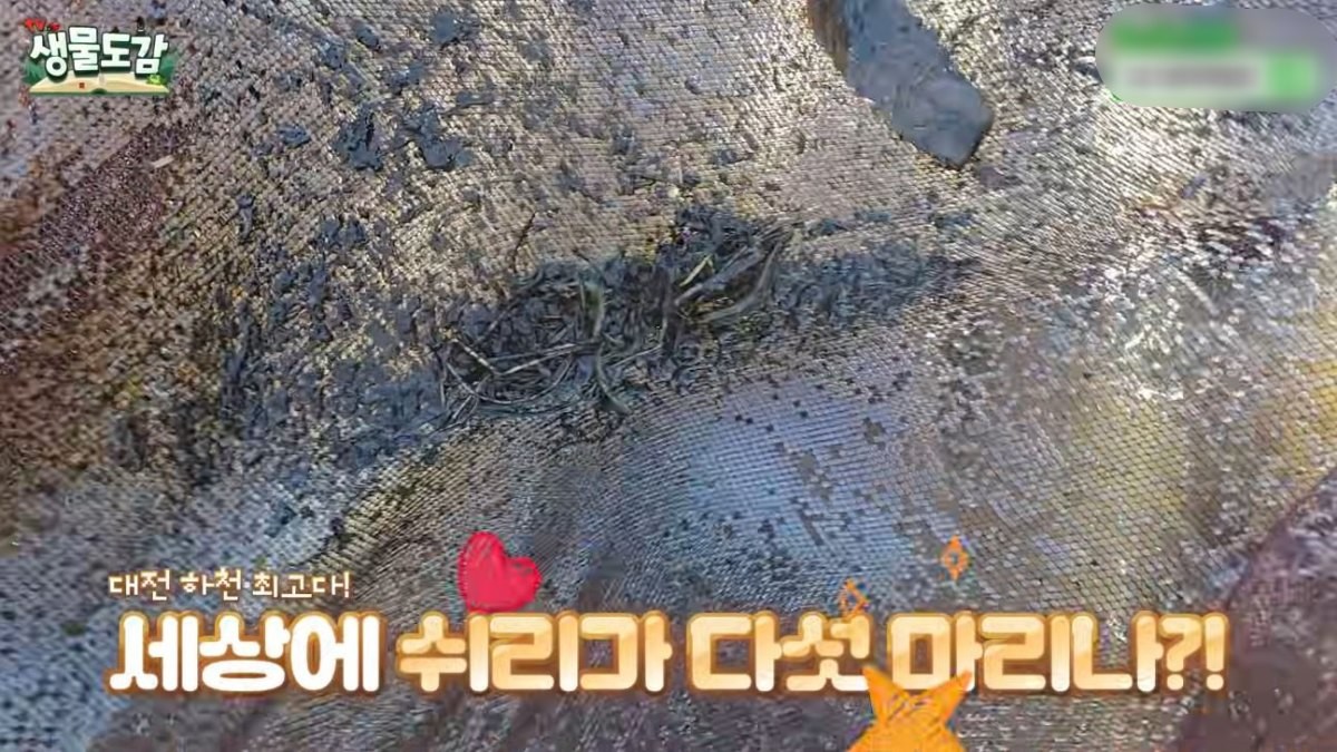 여러 마리가 동시에 발견딘 쉬리. / 유튜브 ‘TV생물도감’