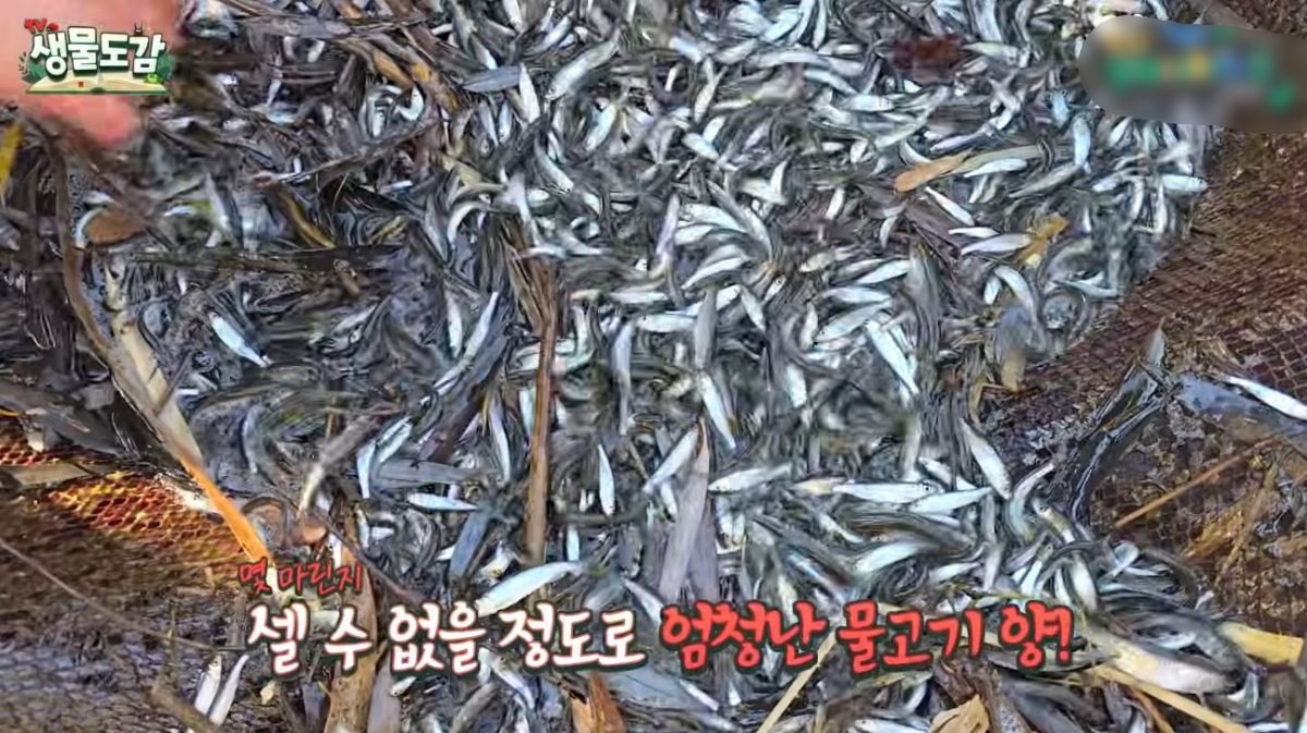 바글바글 잡힌 민물고기들. / 유튜브 ‘TV생물도감’