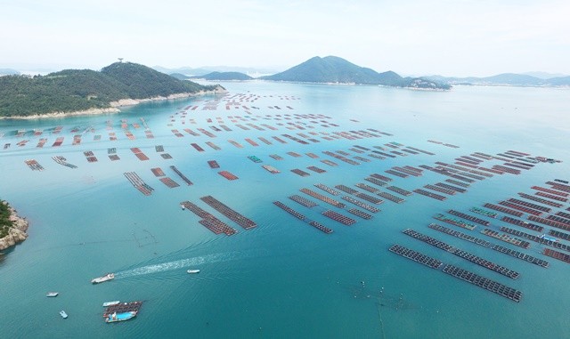 완도 전복 양식장 전경