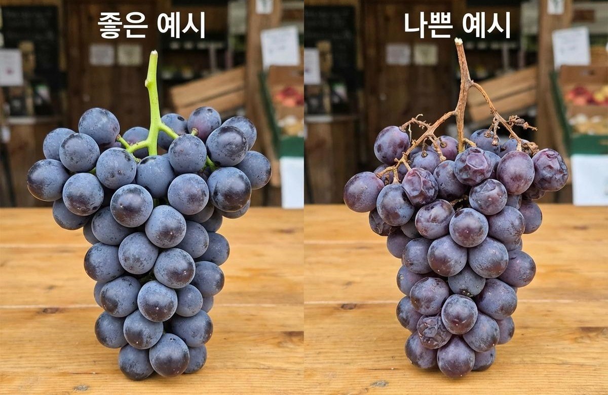 기사를 바탕으로 AI가 생성한 자료사진. 신선한 포도는 주름이 없으면서 알이 탱탱하다.