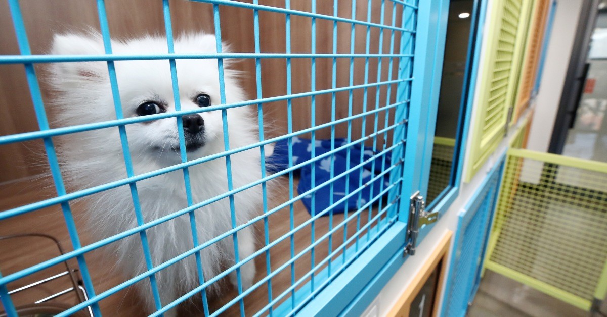 새로운 가족을 기다리는 유기견 / 뉴스1