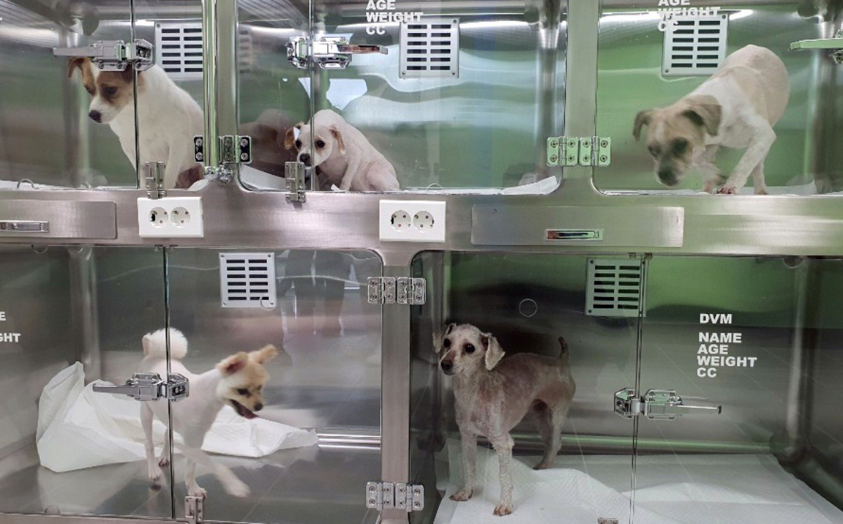 버려진 유기견들 / 연합뉴스