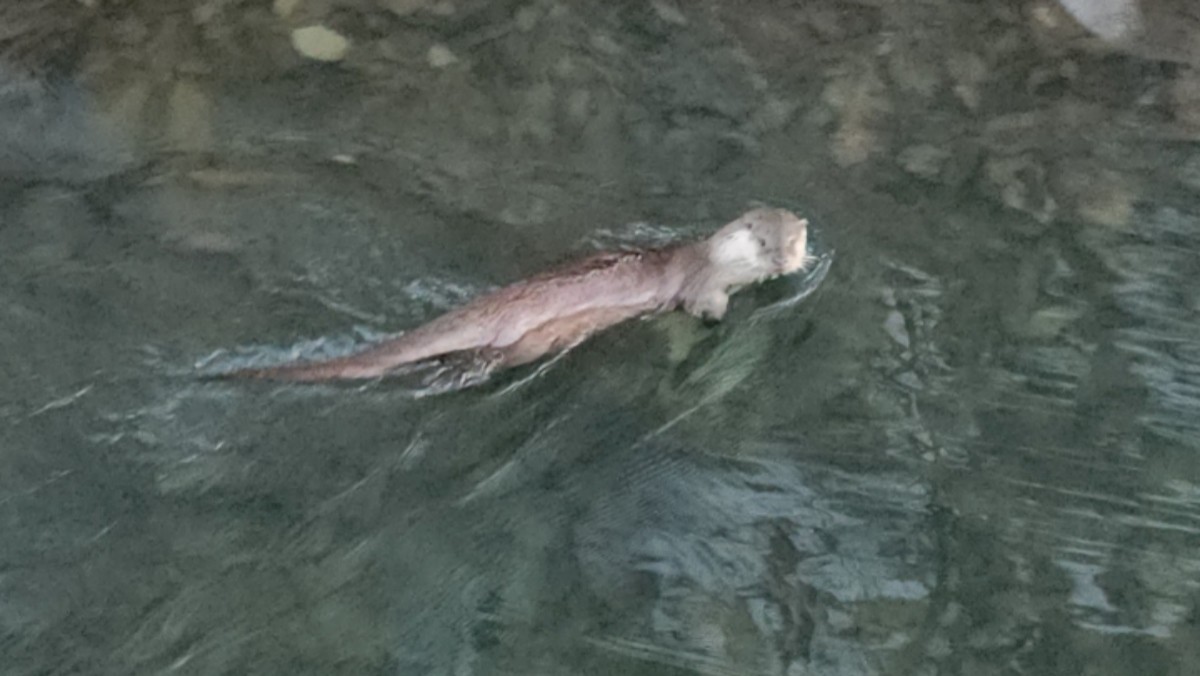 군포 반월호수에 나타난 수달 자료사진. 수달은 멸종위기 야생생물 1급이자 천연기념물이다. 수질이 깨끗한 환경에서 살아 '환경지표종'으로도 불린다. / 군포시 제공