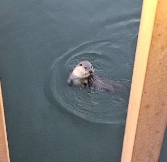 군포 반월호수에 나타난 수달 자료사진. / 군포시 제공