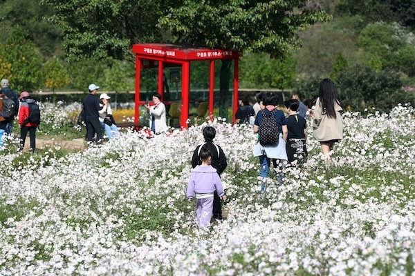 구절초지방정원 / 정읍시