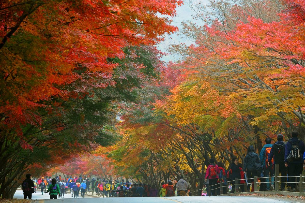 내장산 국립공원. / 뉴스1