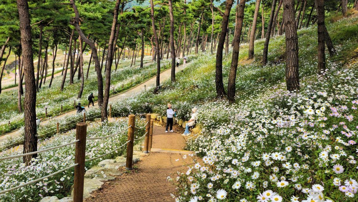 구절초지방정원. / 연합뉴스