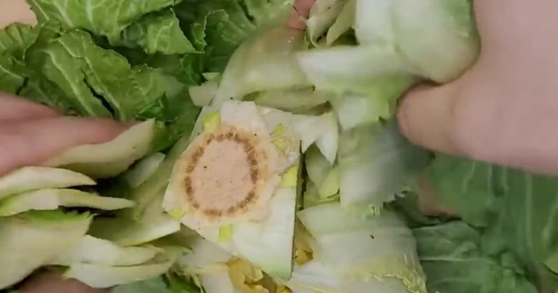 유튜브 '주부나라'