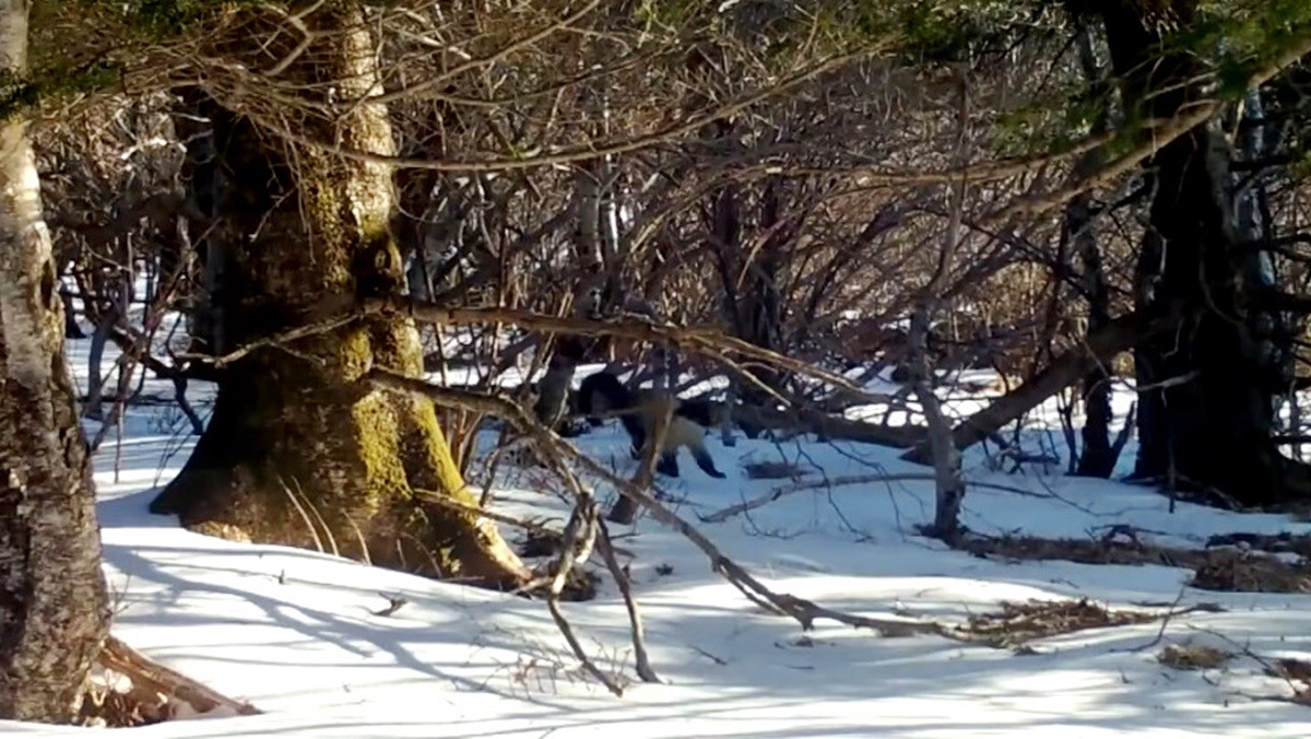 지난해 1월 국립공원에서 포착된 '최상위 포식자' 담비 자료 사진 / KBS (국립공원공단)