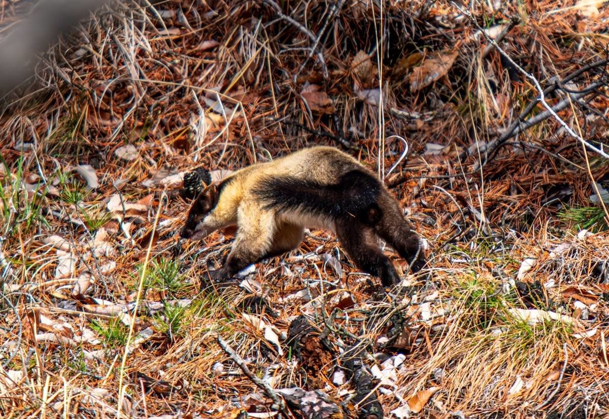 환경부 지정 멸종위기 2급 동물인 담비 / 뉴스1