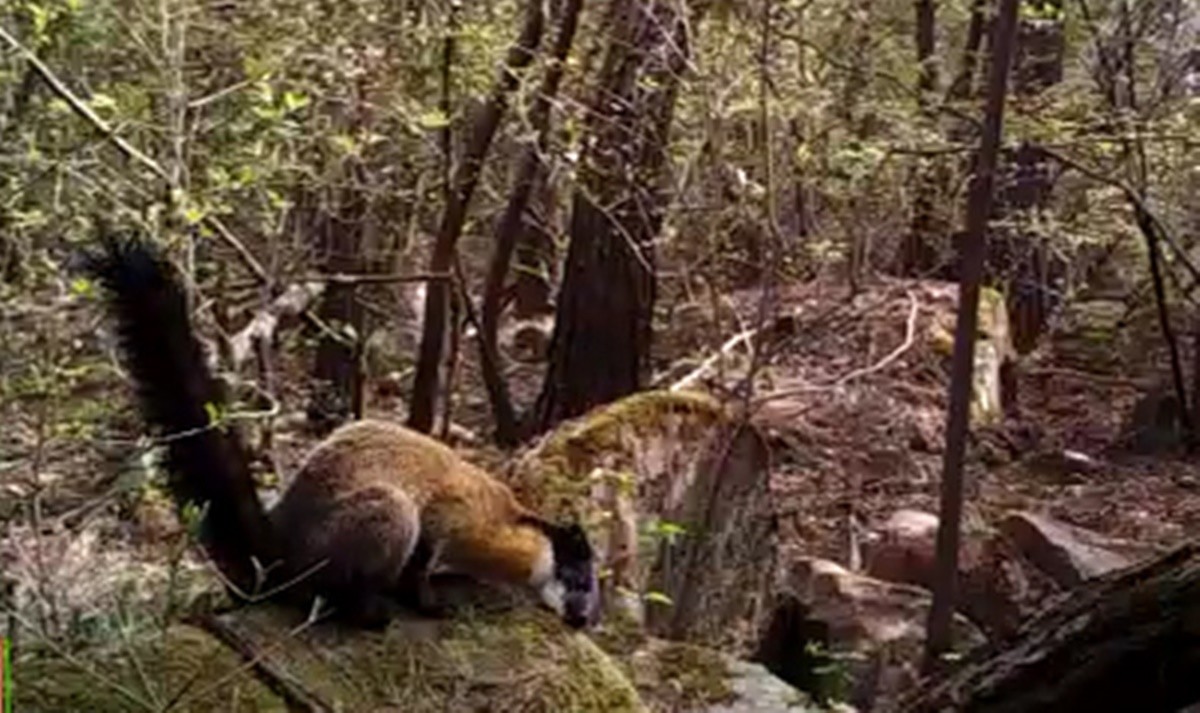 무등산국립공원에서 발견된 담비 / 뉴스1