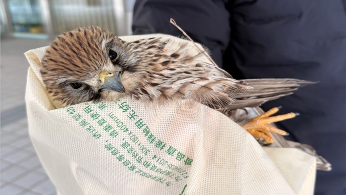 구조된 황조롱이 자료사진. / 부산정보산업진흥원