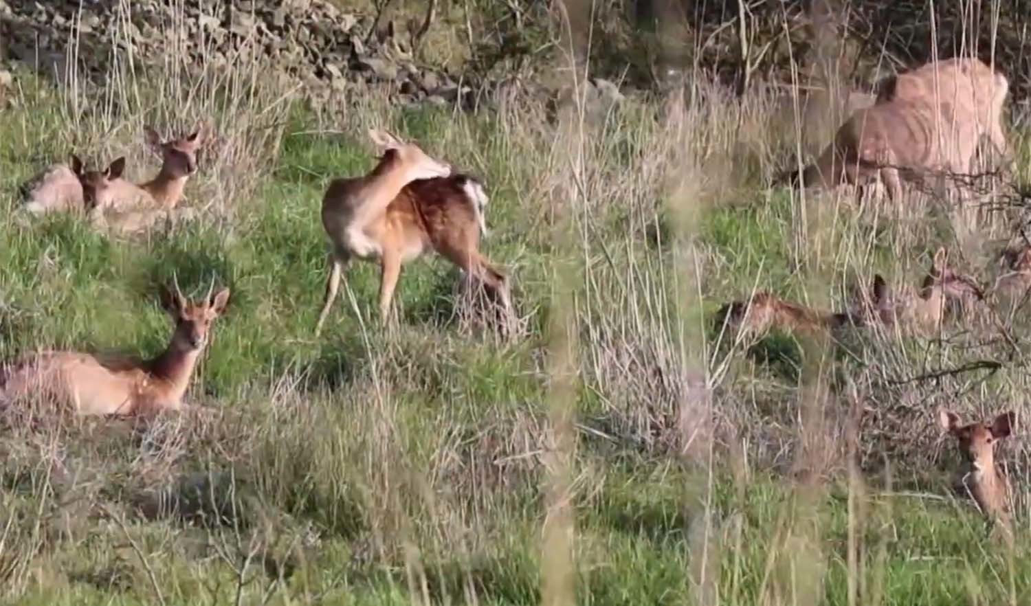 안마도 꽃사슴 / MBN 뉴스
