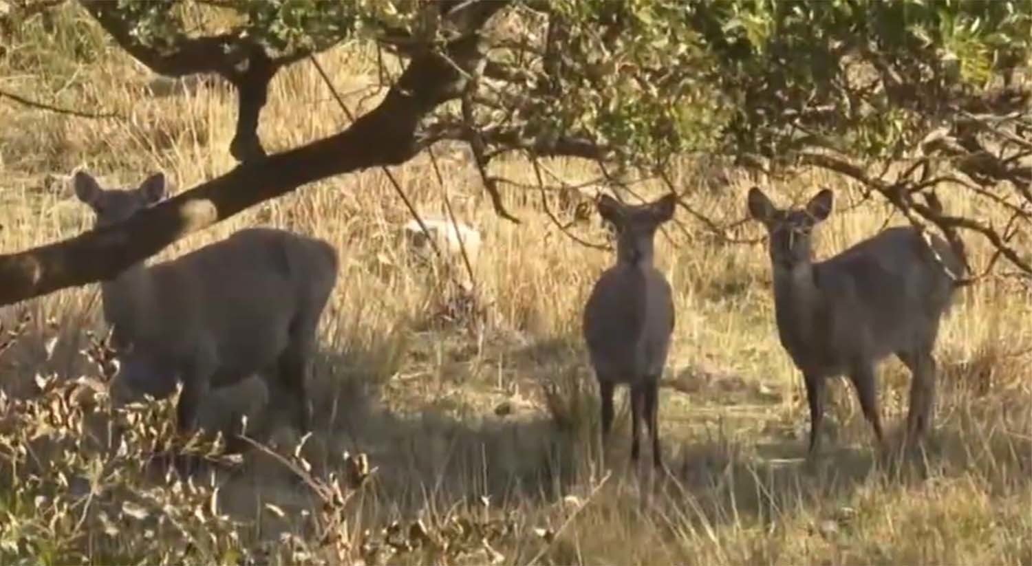 안마도 꽃사슴 / MBN 뉴스