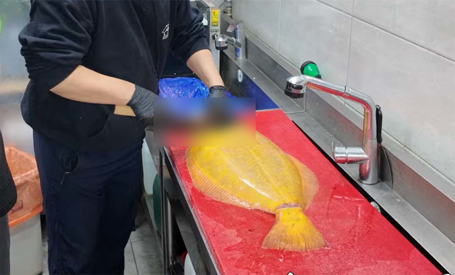 황금광어 / '일타쿠마'