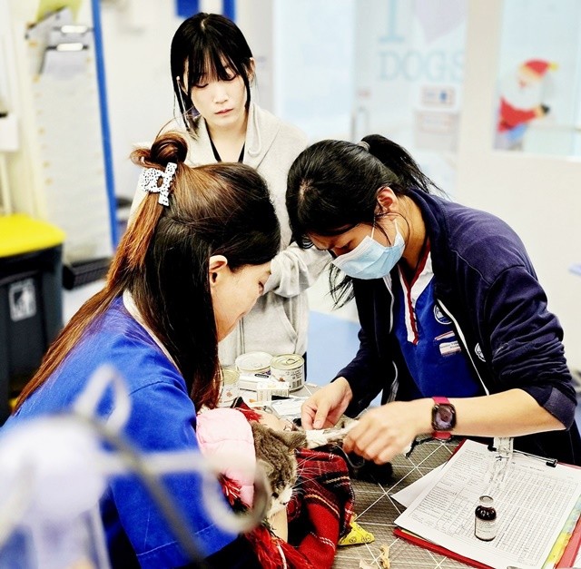 반려동물 내과 진료에 참여 중인 호남대 반려동물산업학과 명은비 학생(2학년)