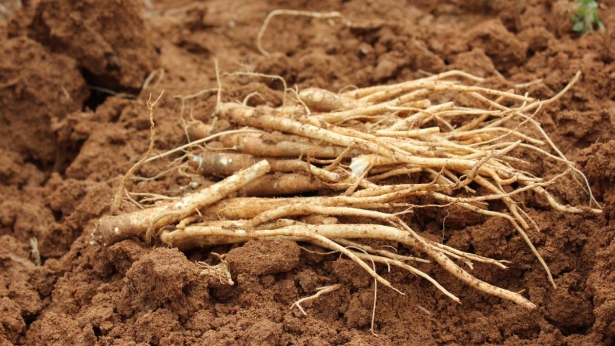 도라지 자료사진 / silvermaker-shutterstock.com