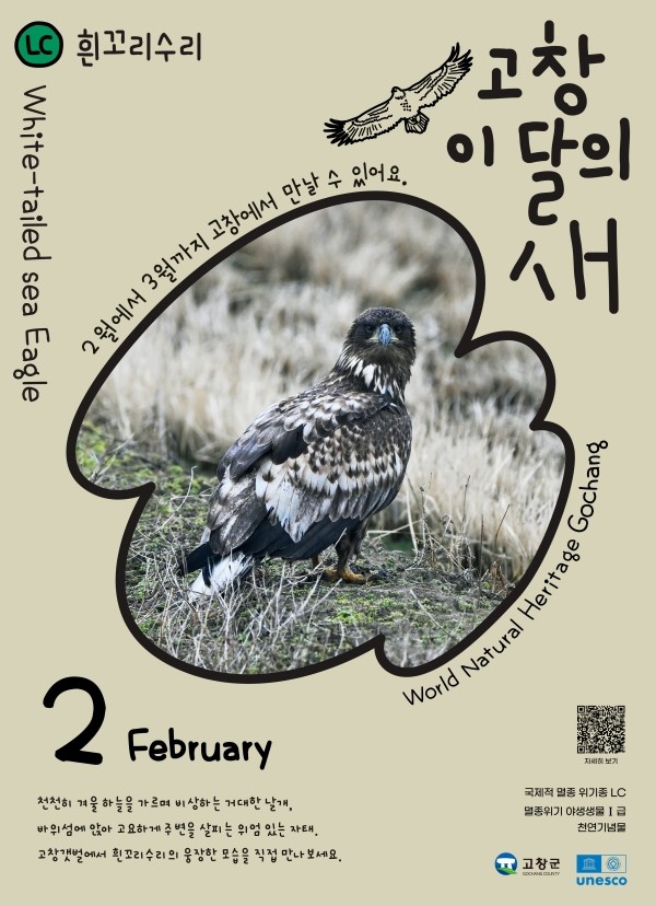 고창갯벌 이달의 새 흰꼬리수리 / 고창군