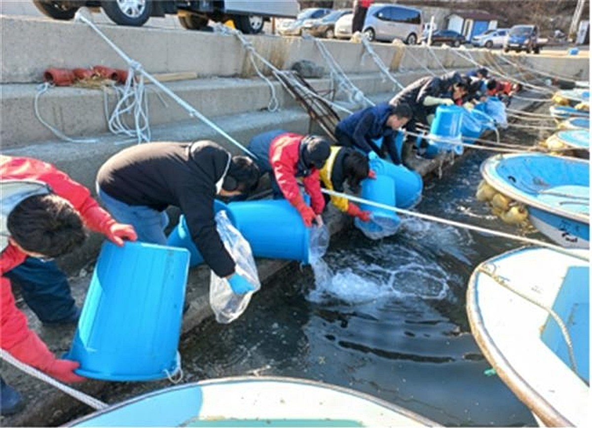 대구 치어 방류 행사 자료 사진 / 부산시 수산자원연구소 제공