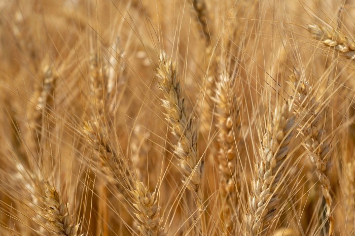 농장의 보리 / 다이슨 제공