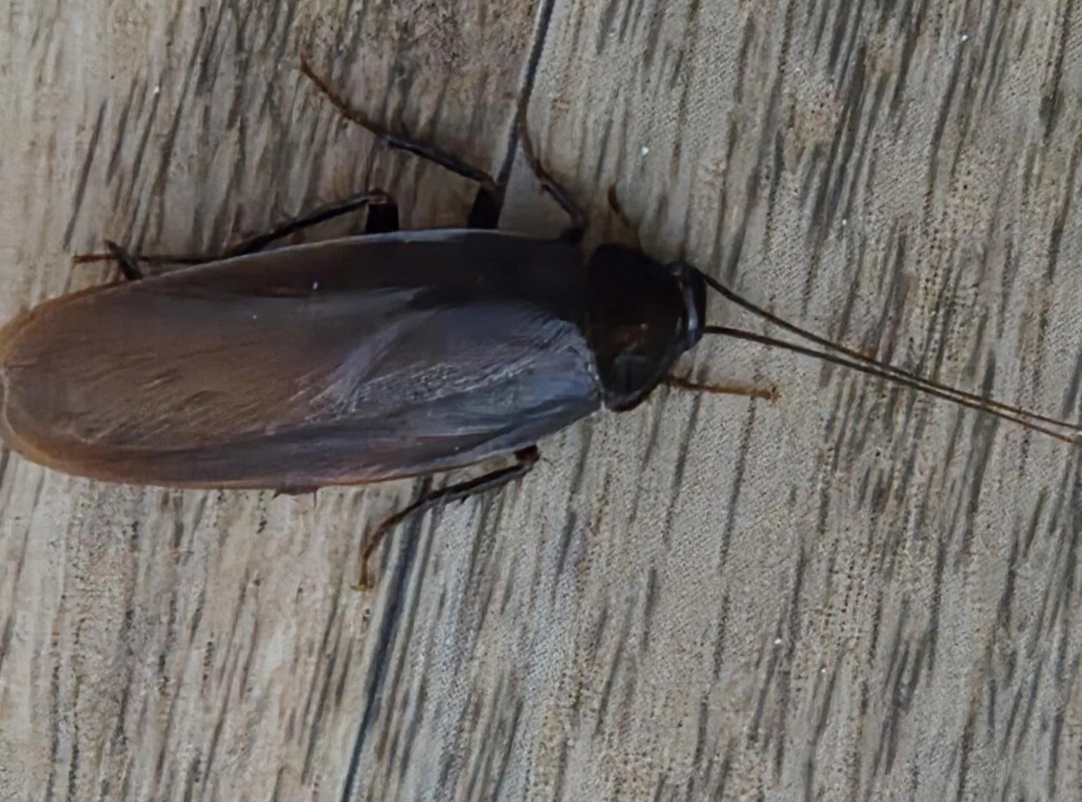 이하 집주인을 공포에 몰아넣은 미국바퀴벌레. / 에펨코리아