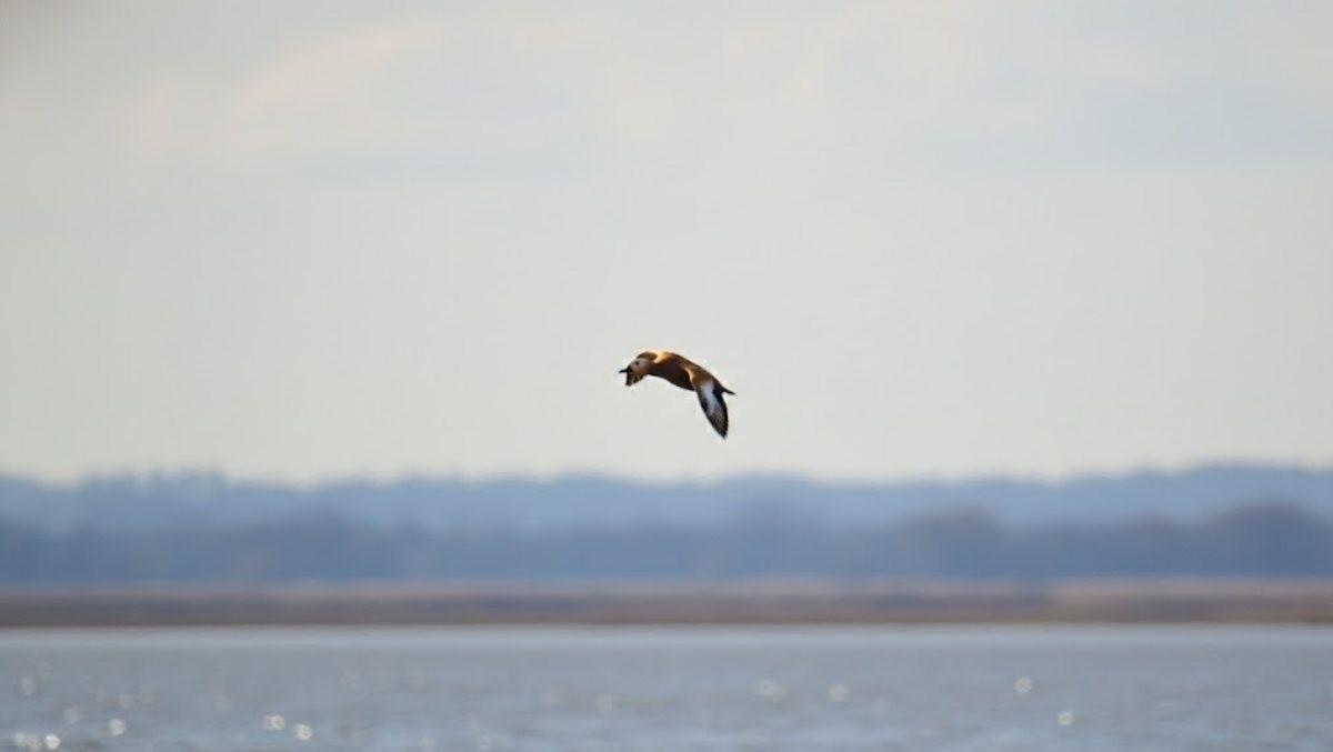 황오리가 날아가는 모습. AI가 생성한 자료사진. (실제와 차이가 있을 수 있음을 알립니다.)
