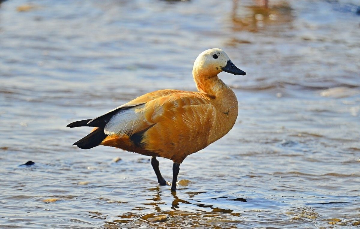 황오리. / 서천지속협 제공