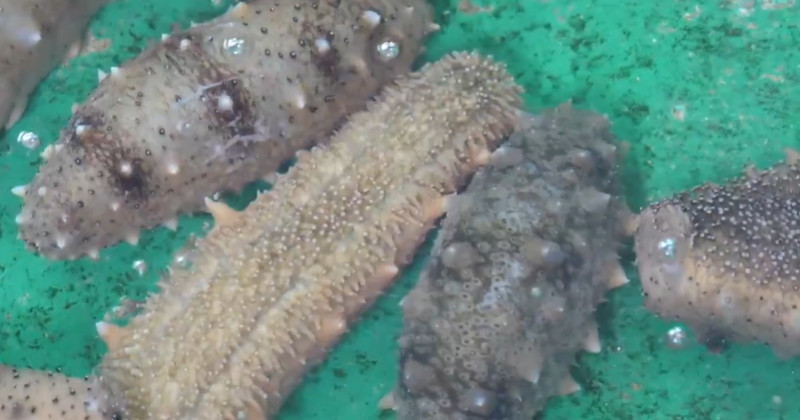 유튜브 '맛수러움 ALL ABOUT SEAFOOD'