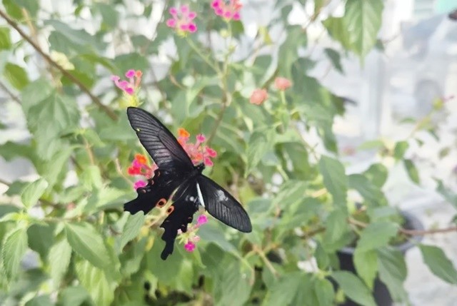 긴꼬리제비나비