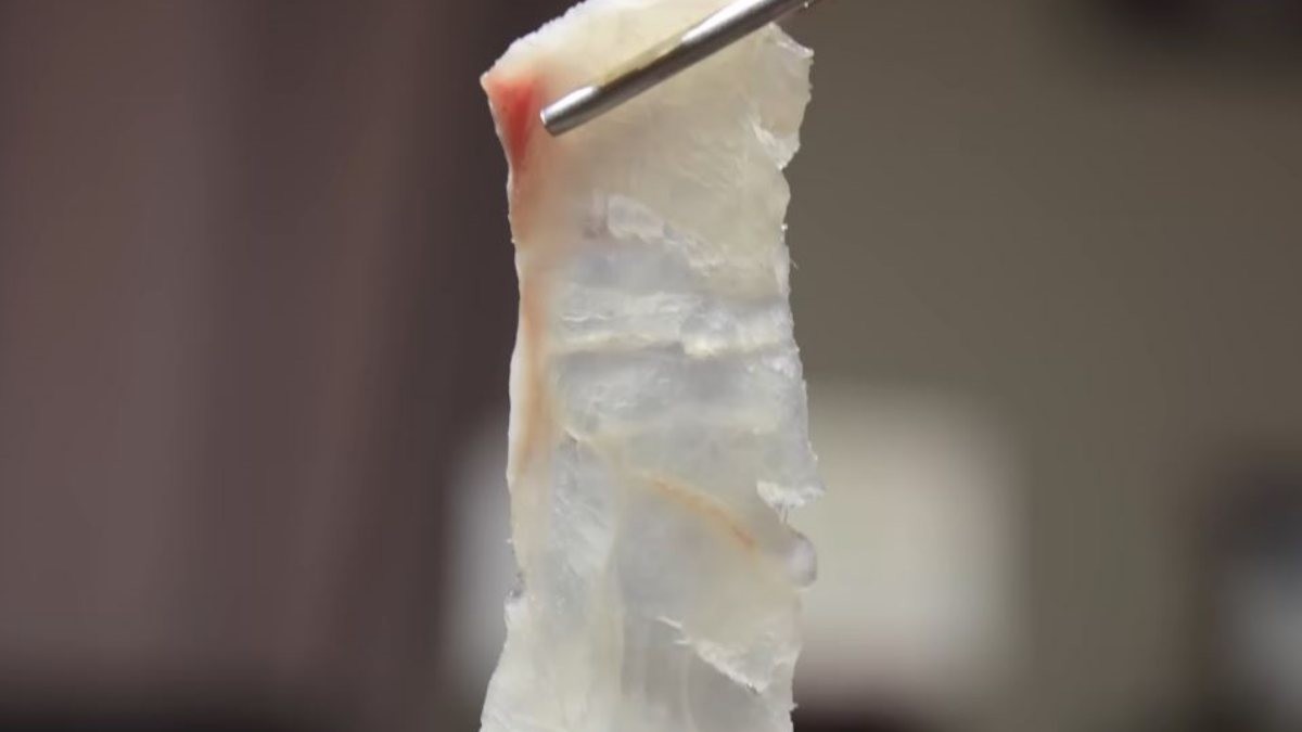 민어회. / 유튜브 '입질의추억TV jiminTV'