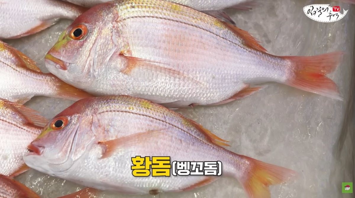 황돔. / 유튜브 '입질의추억TV jiminTV'