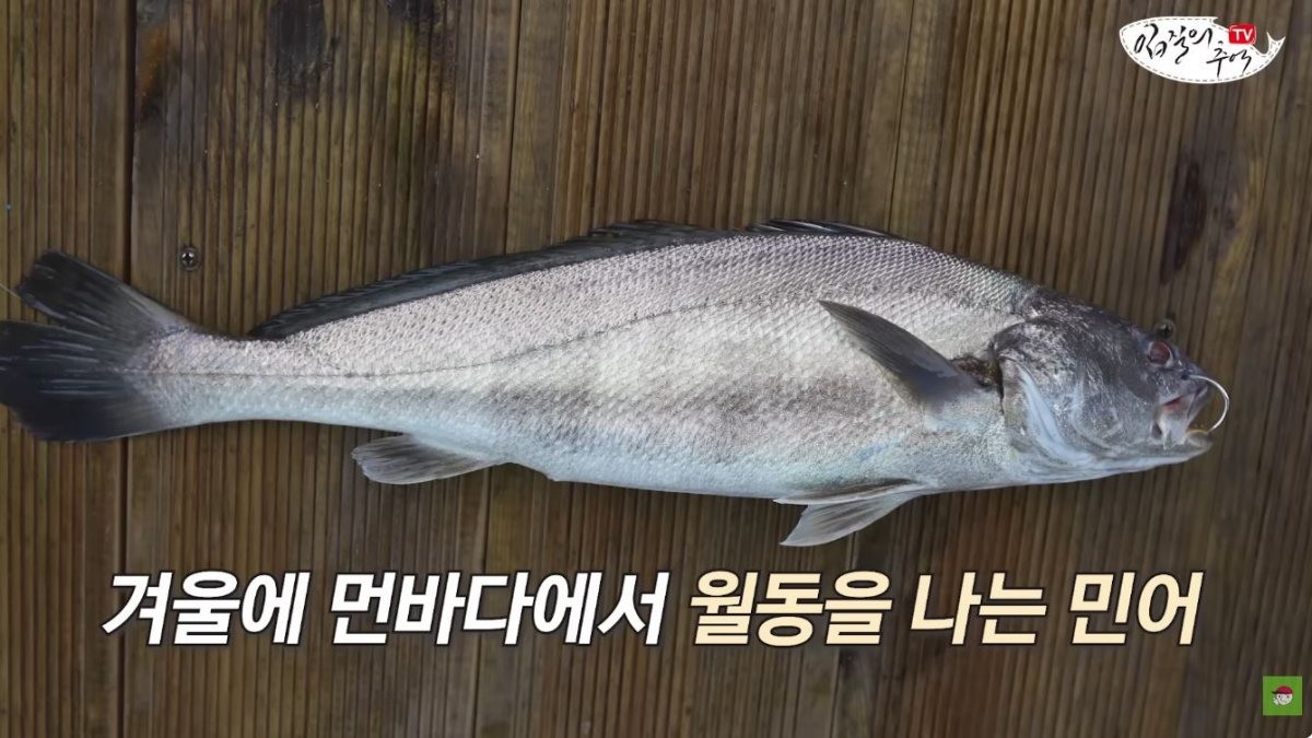 민어. / 유튜브 '입질의추억TV jiminTV'